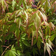 5023242203928 1 Acer palmatum Katsura.jpg